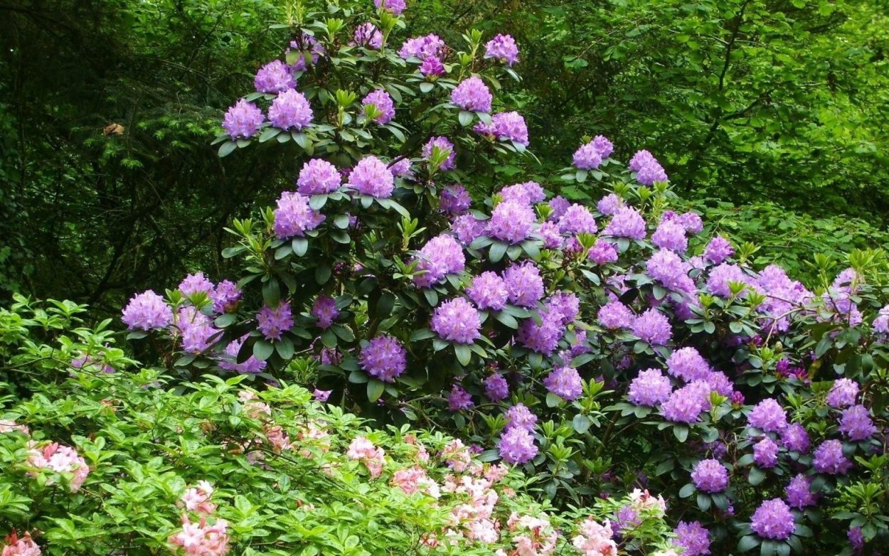 Рододендрон и гортензия