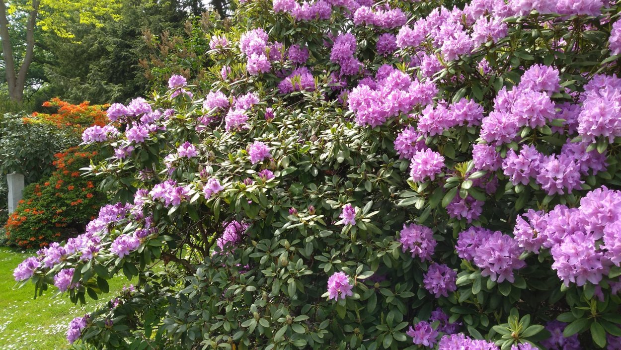 Рододендрон и гортензия