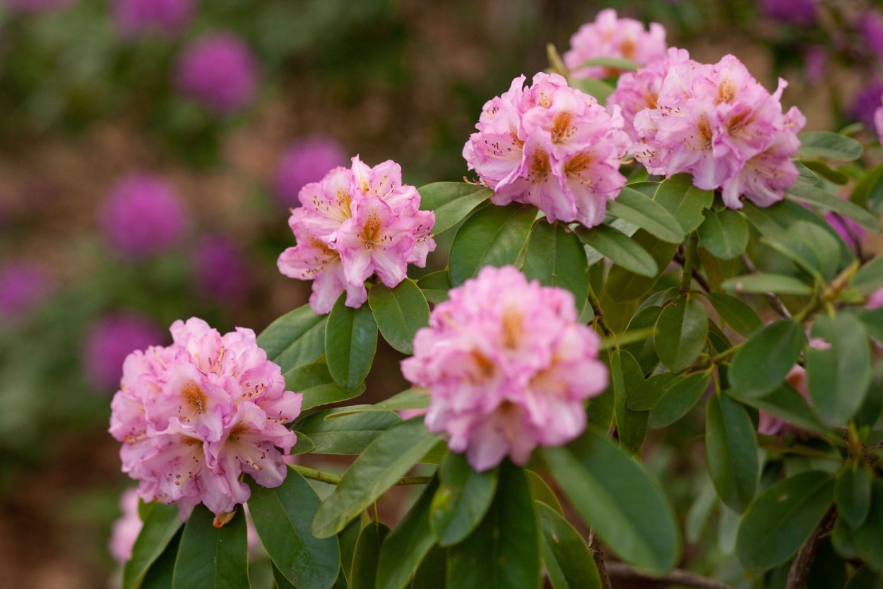 Азалия рододендрон дерево