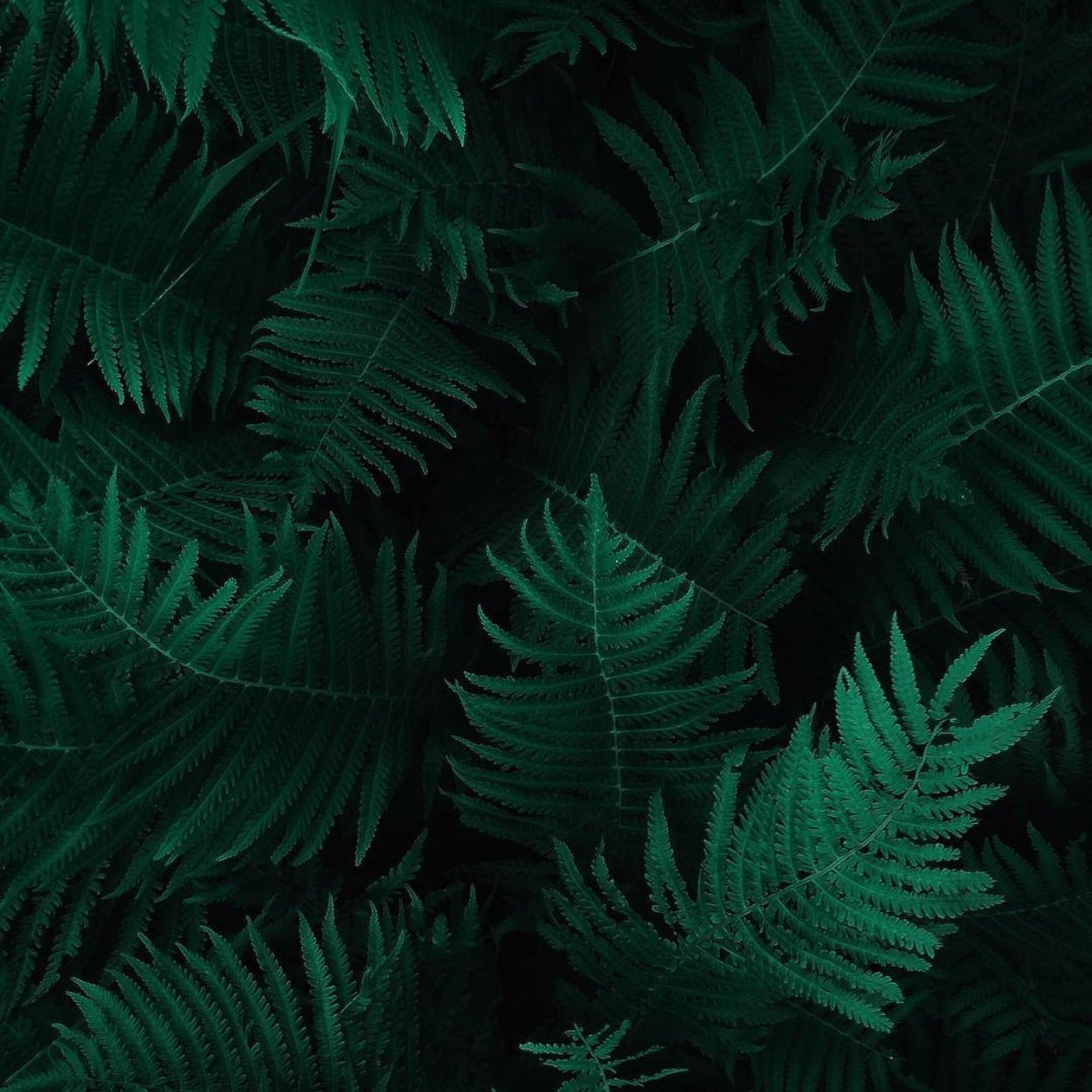 Aesthetic изумрудный папоротник