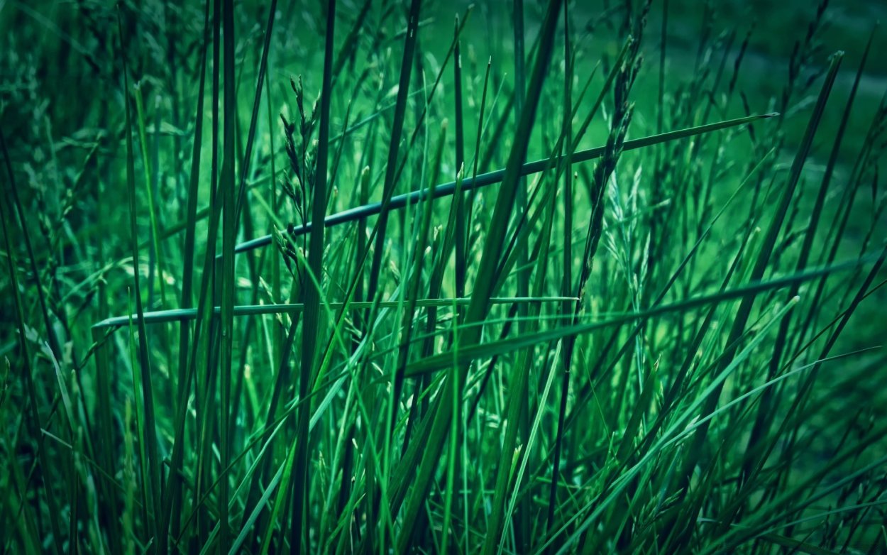 Темно зеленая природа