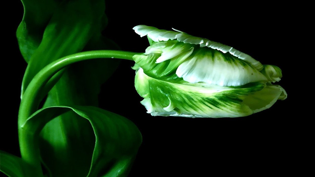 Зеленые тюльпаны