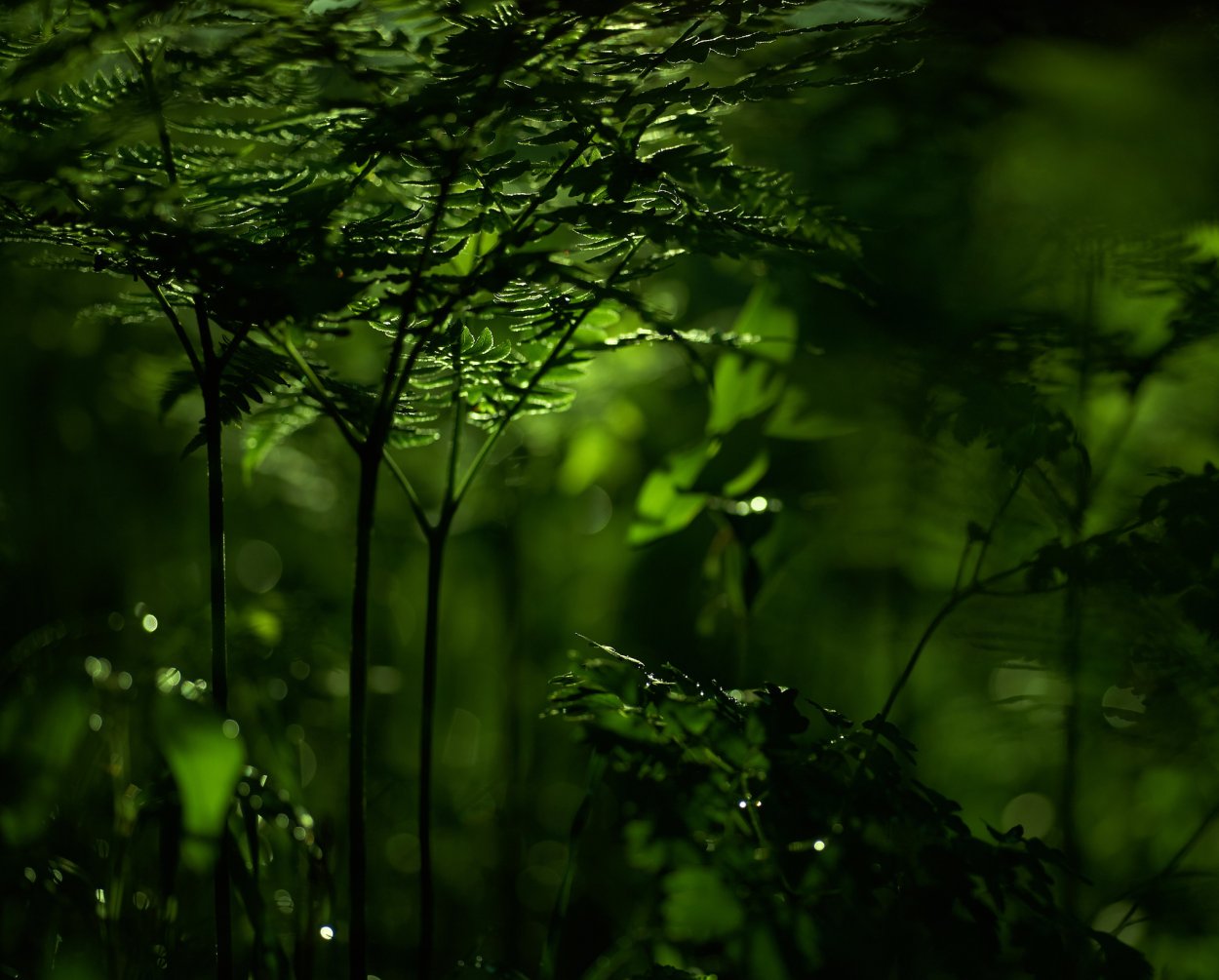 Изумрудный цвет в природе