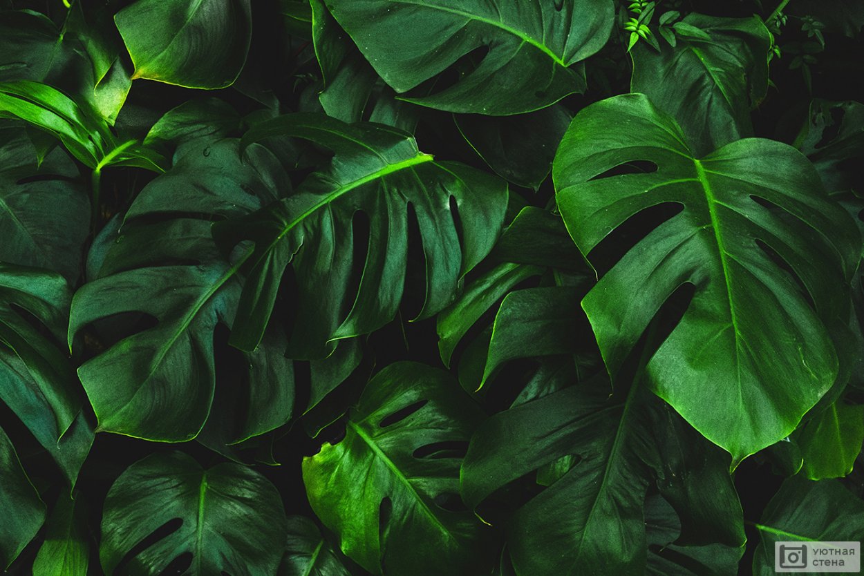 Монстера Тениус