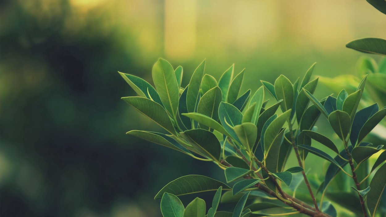 Красивая зелень