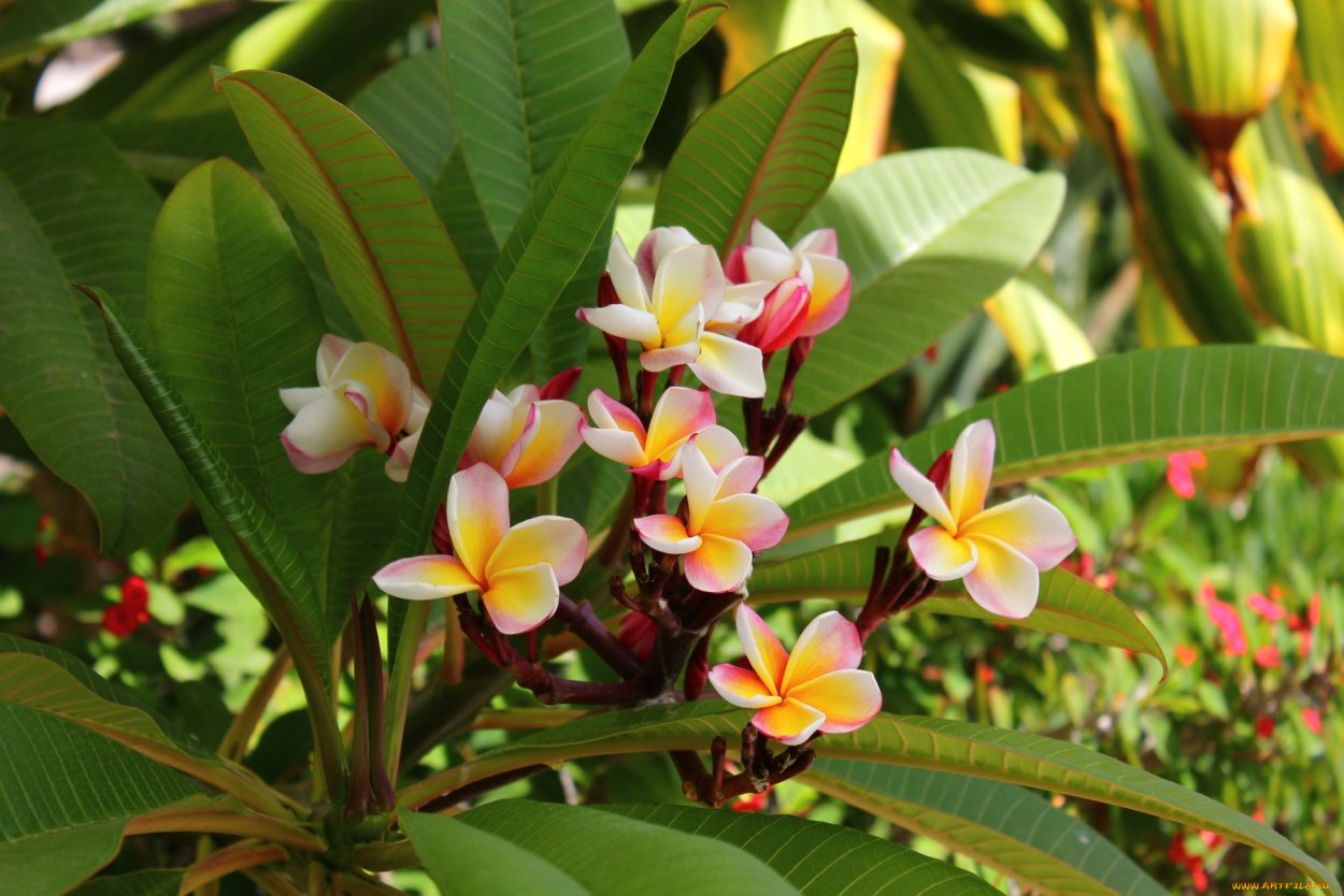 Плюмерия фикус