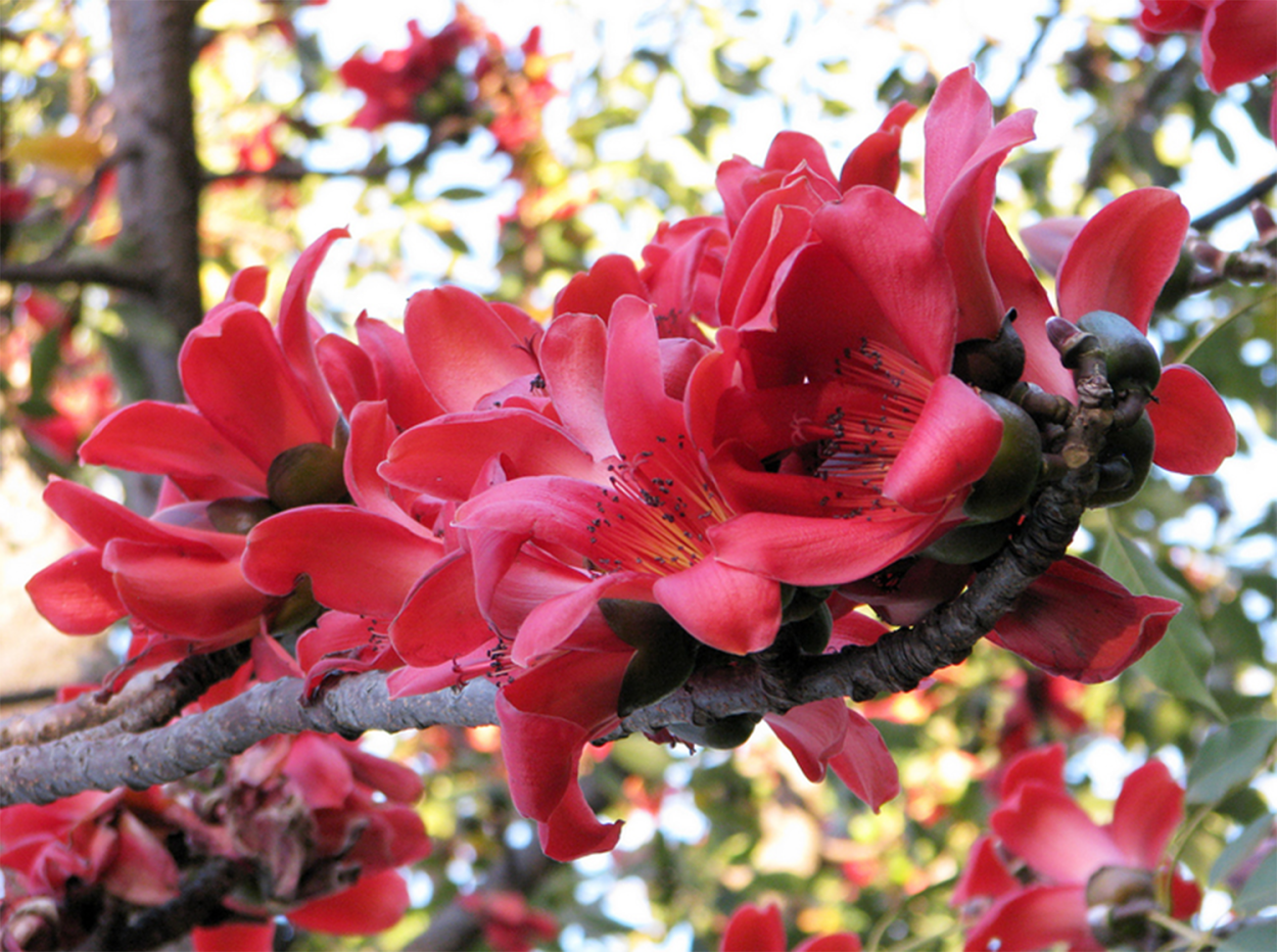 Цветущее дерево Bombax Ceiba