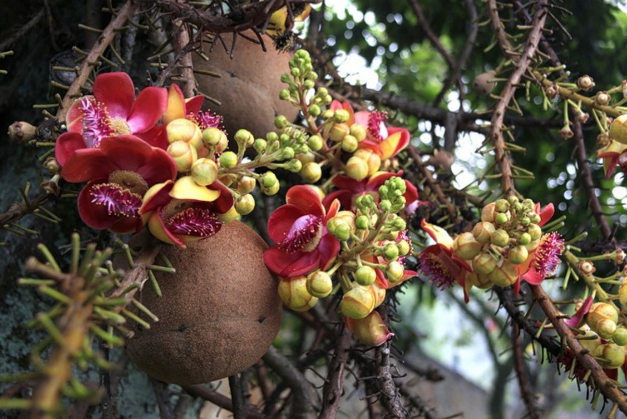 Couroupita guianensis