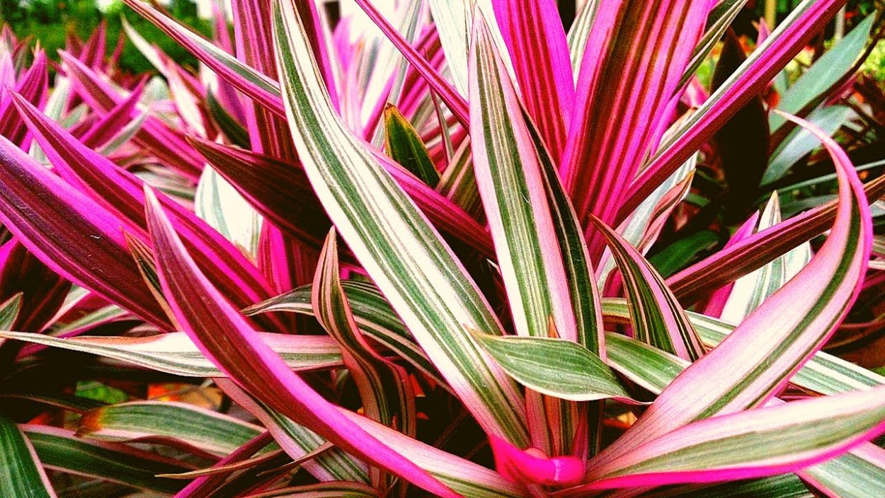 Традесканция Рео