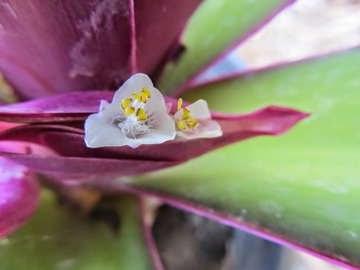 Традесканция Лоджеса