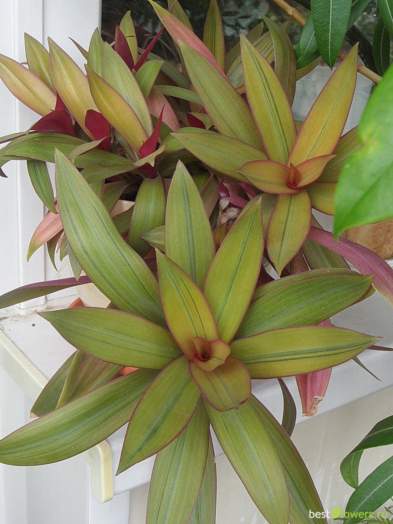 Традесканция spathacea