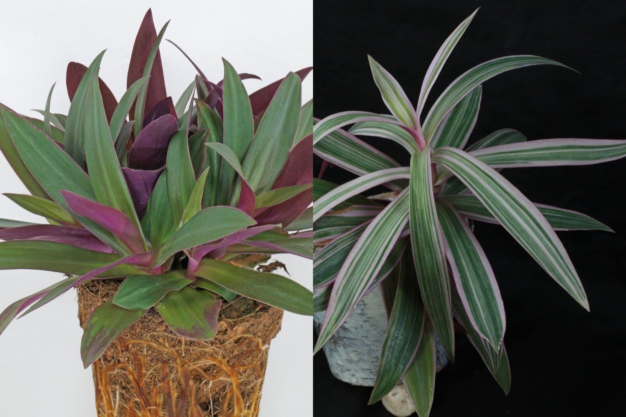 Традесканция Рео