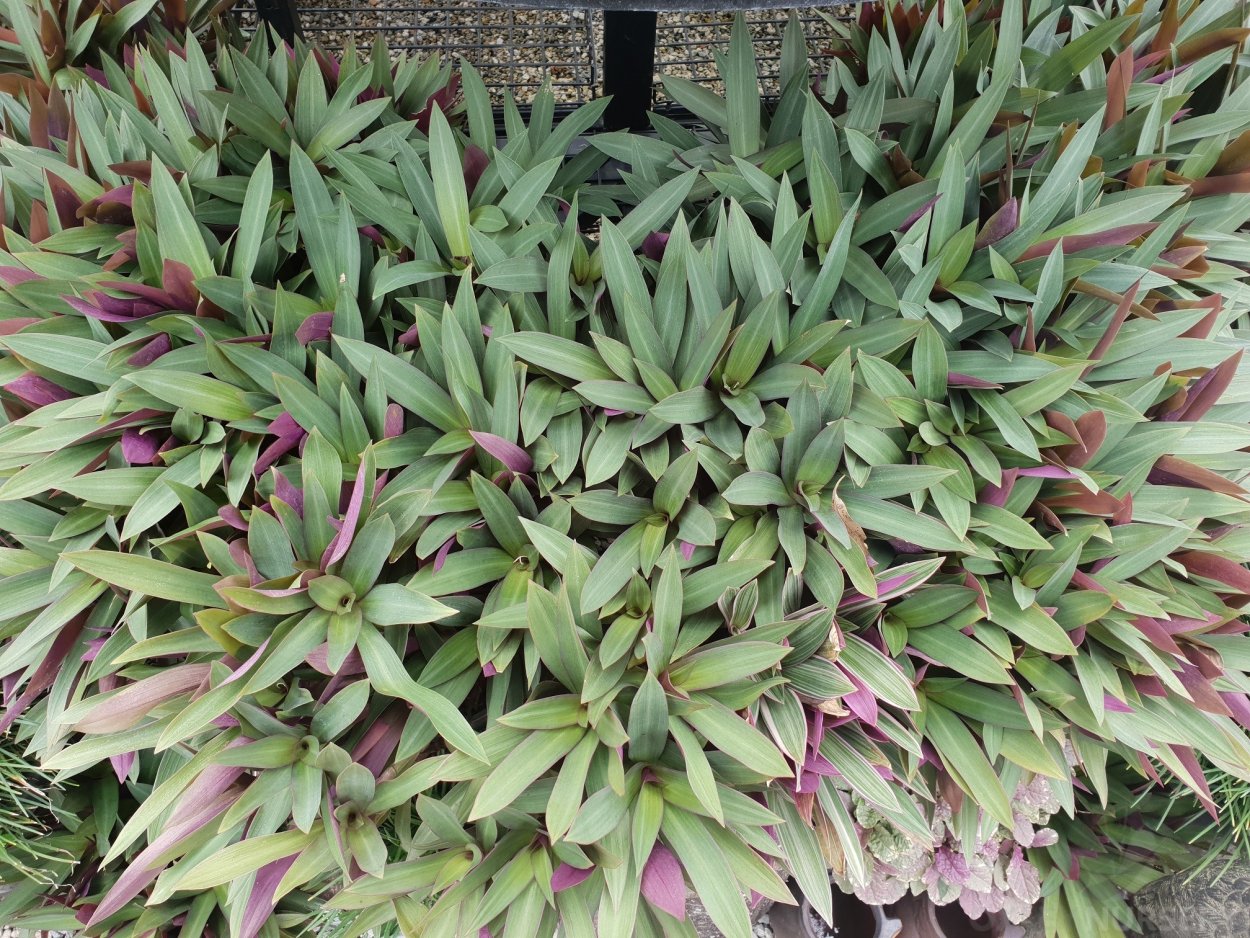 Традесканция Ситара