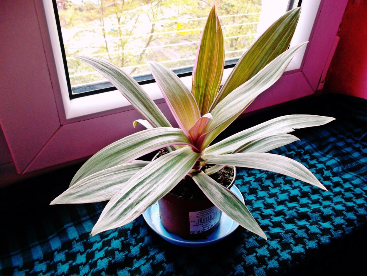 Традесканция Рео в цветении