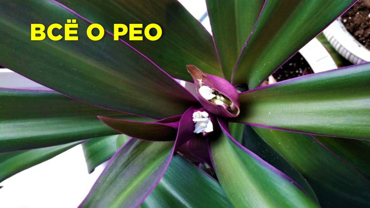 Плюмерия Вьетнам