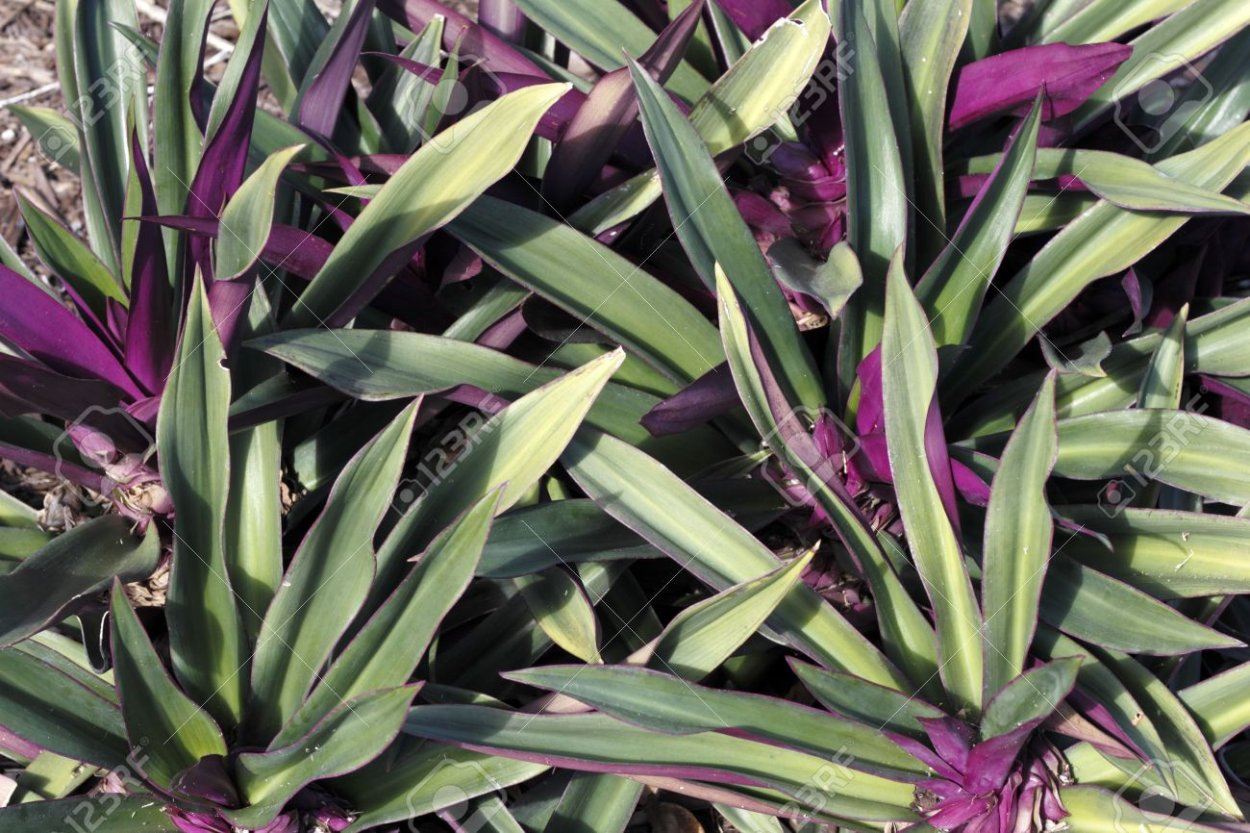 Традесканция Rhoeo discolor