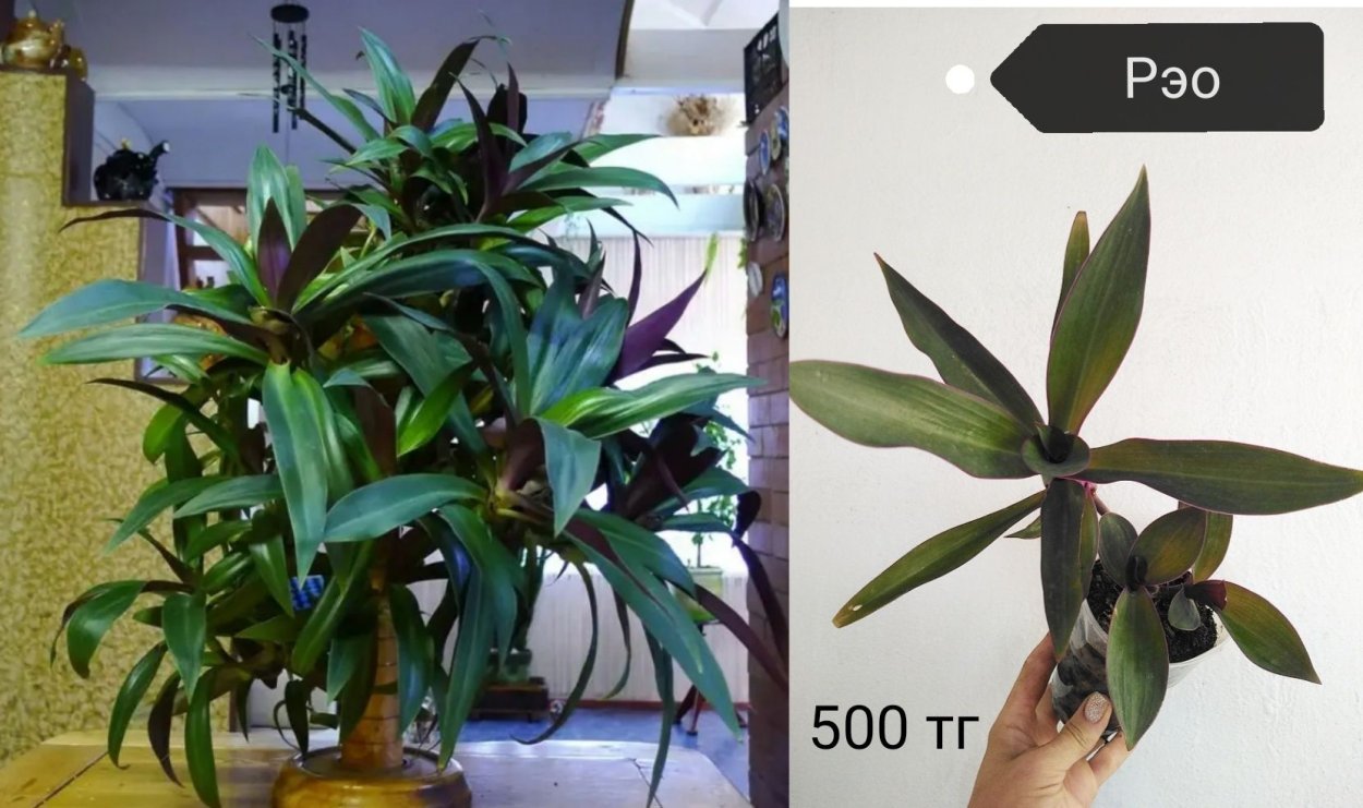 Рео Ладья Моисея цветок