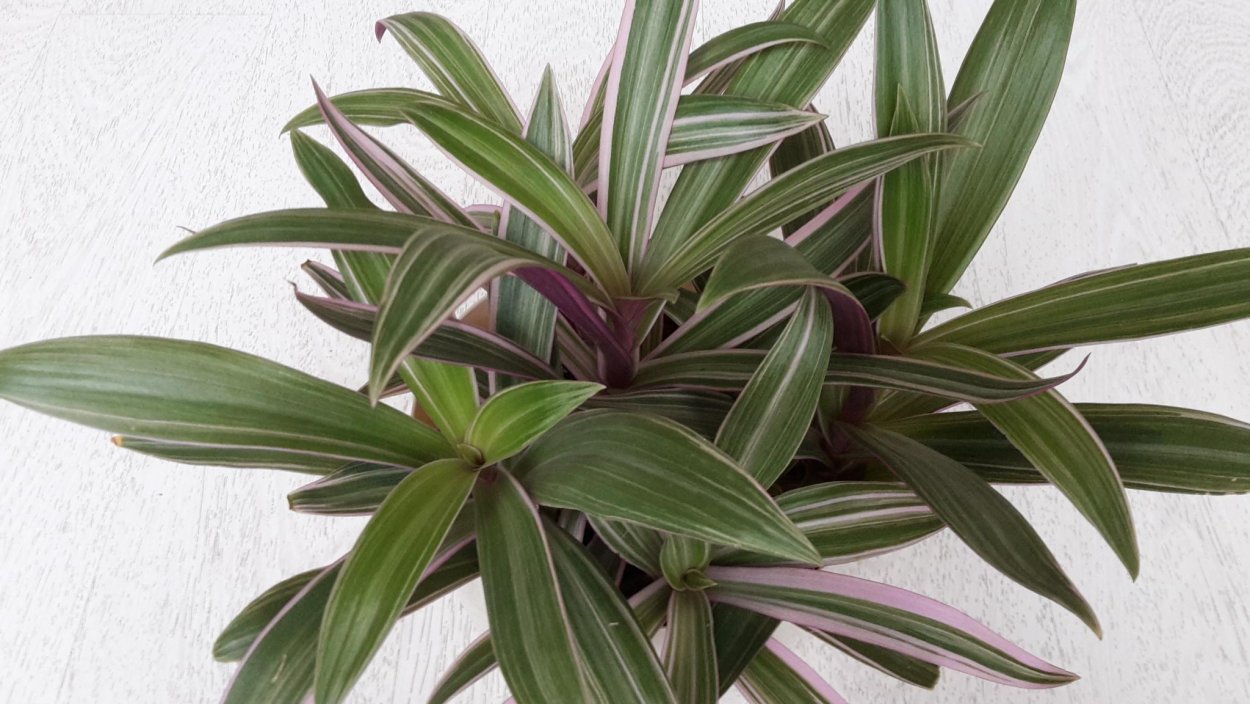 Традесканция Рео