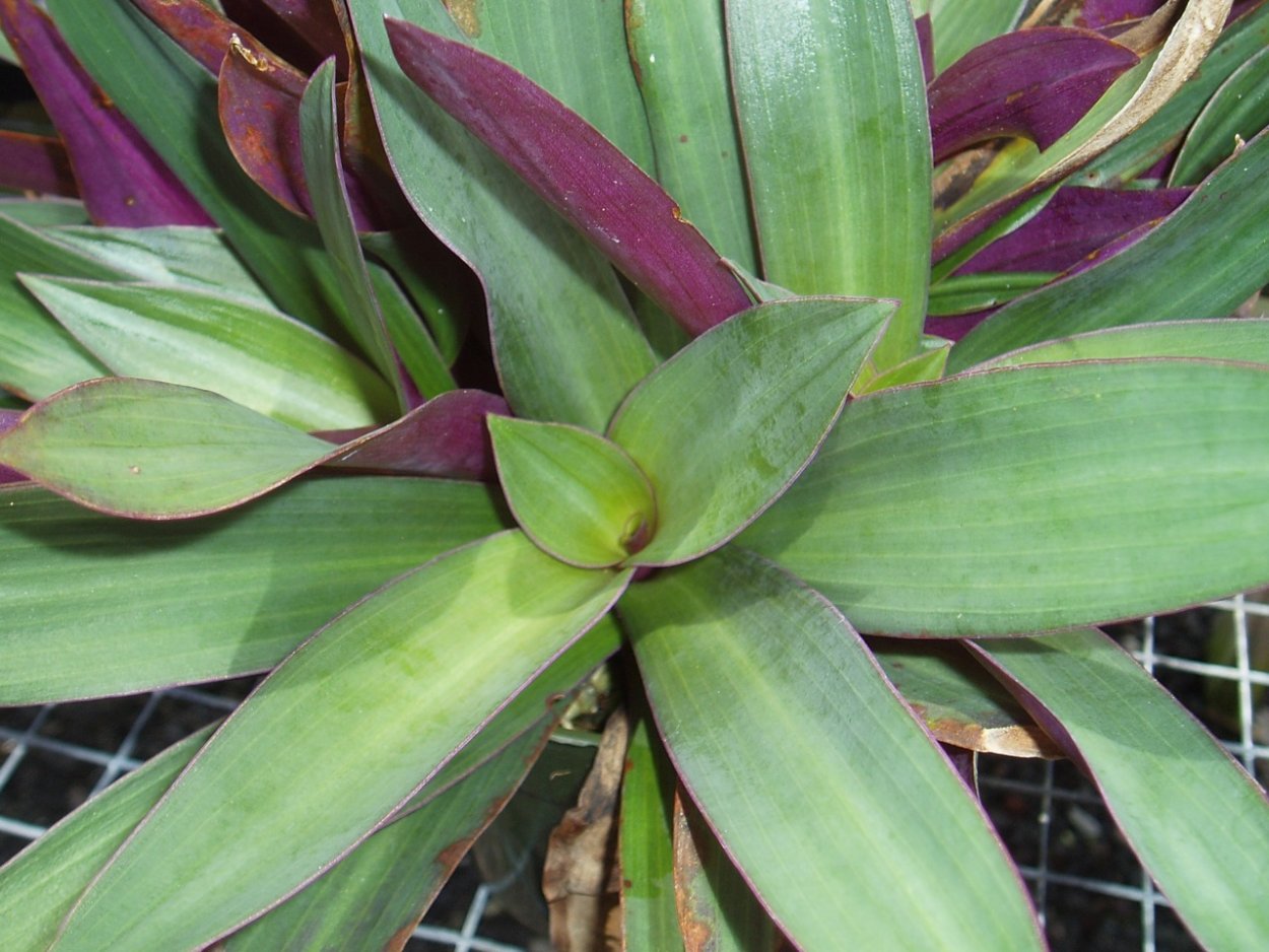 Традесканция Рео Ситара