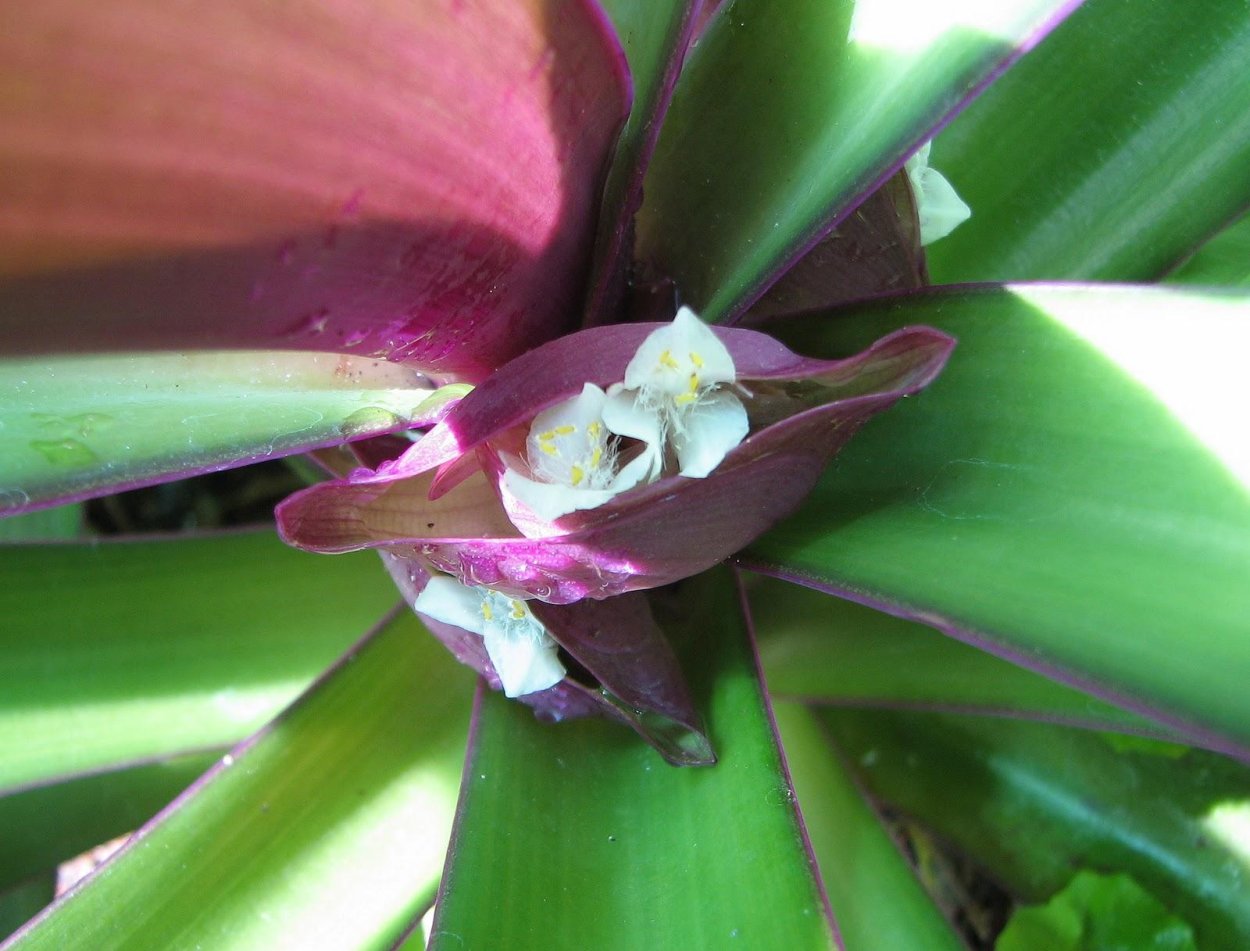 Рео пурпурный