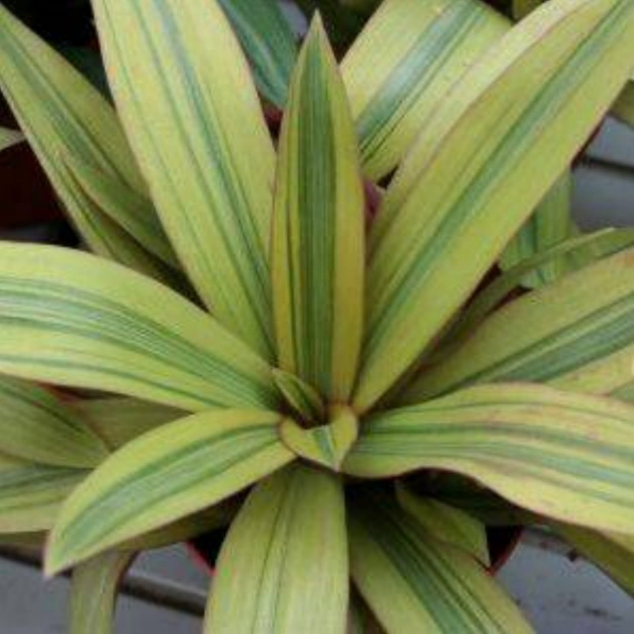 Традесканция Рео Ладья Моисея