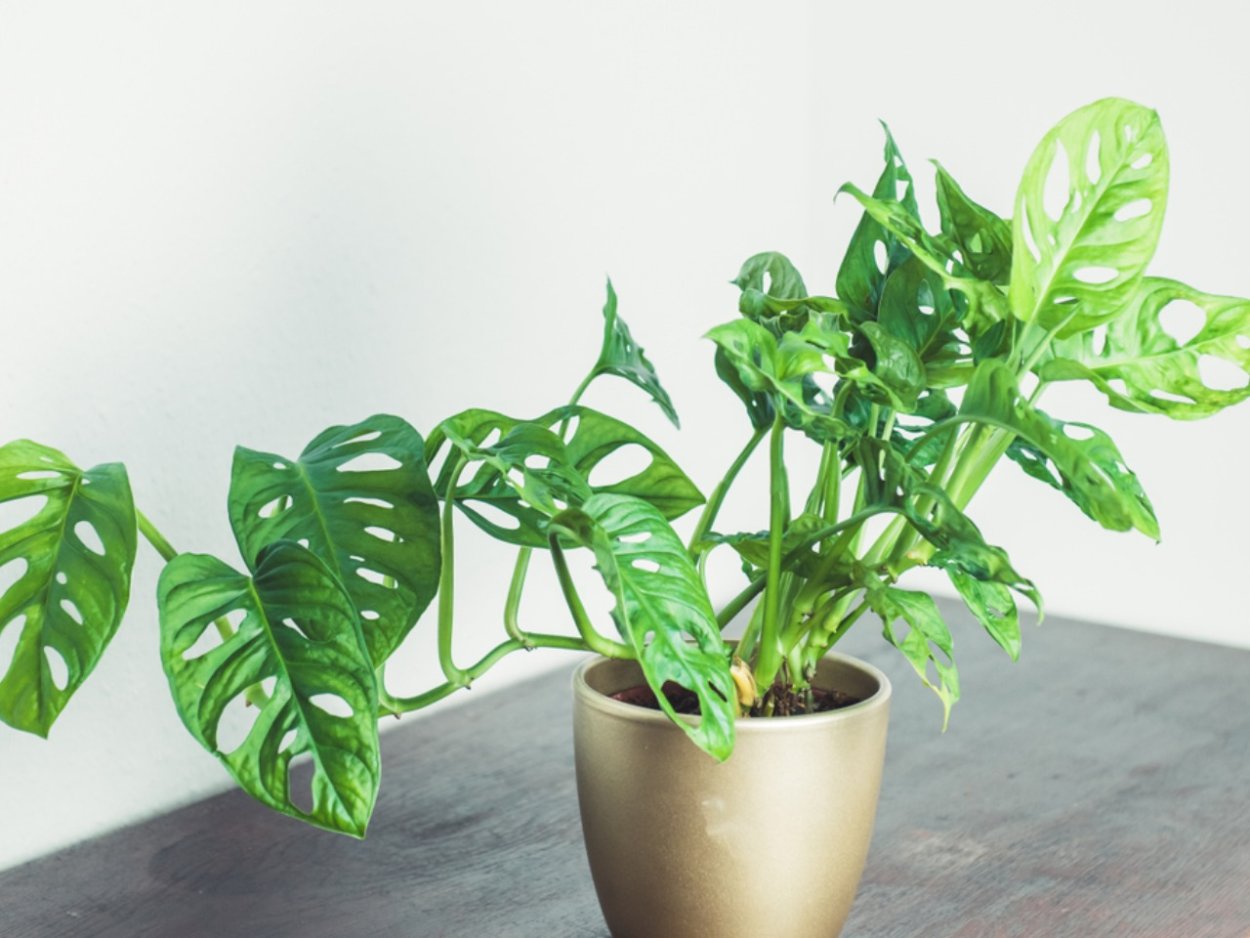 Monstera obliqua в интерьере