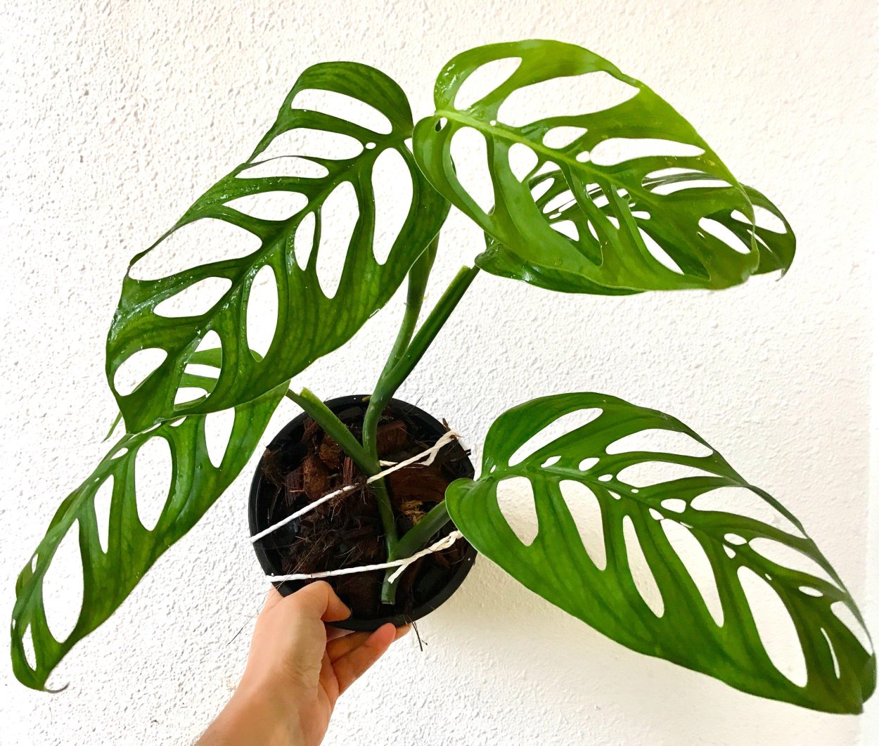 Monstera epipremnoides