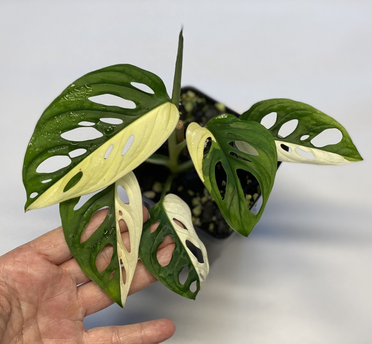 Монстера Адансона Monstera adansonii