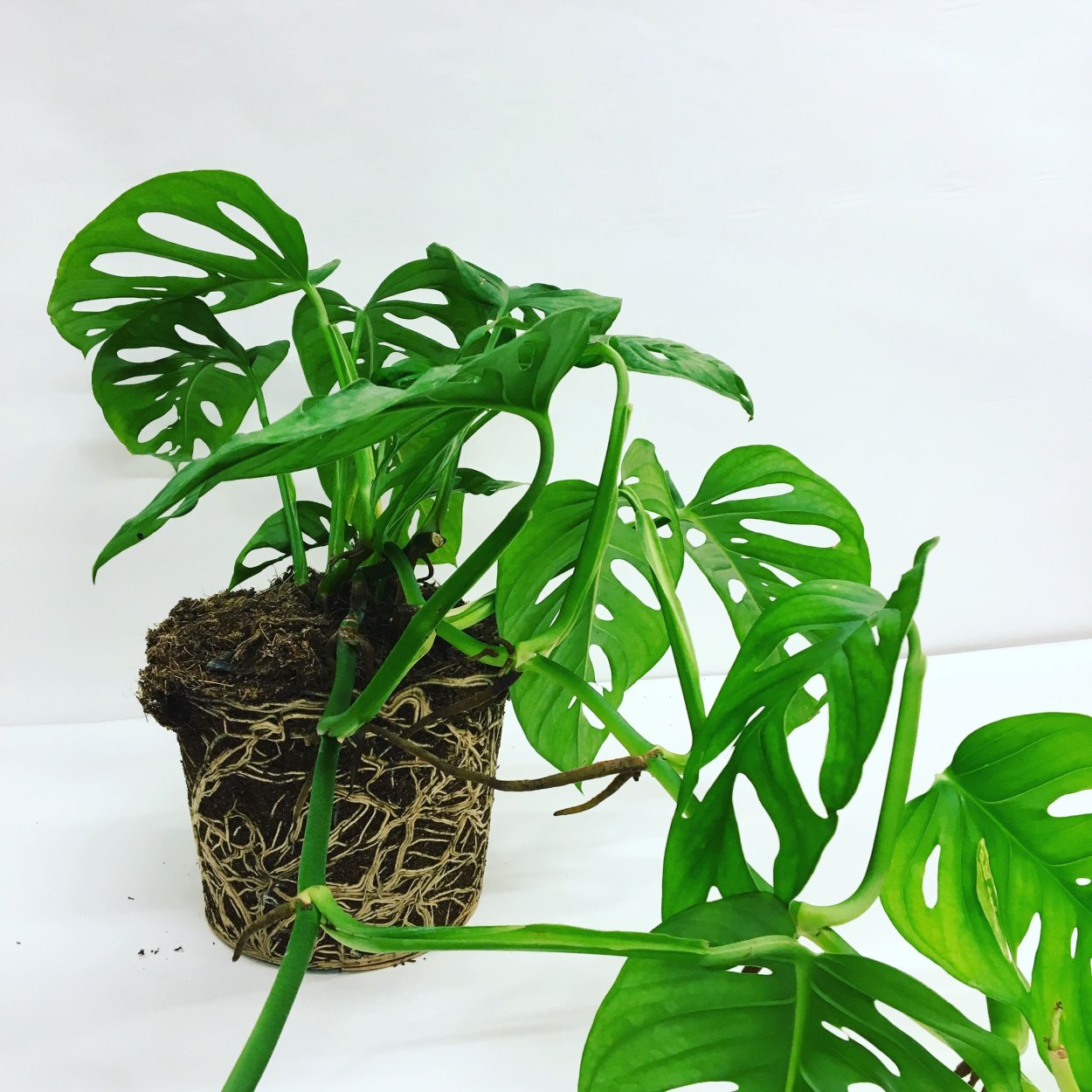 Монстера obliqua leichtlinii