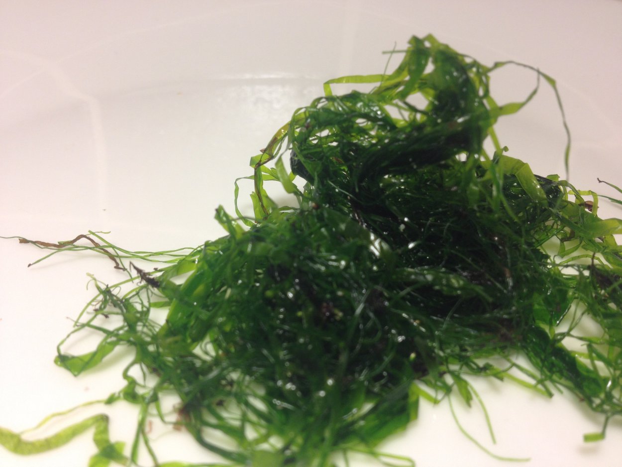 Поделка водоросли