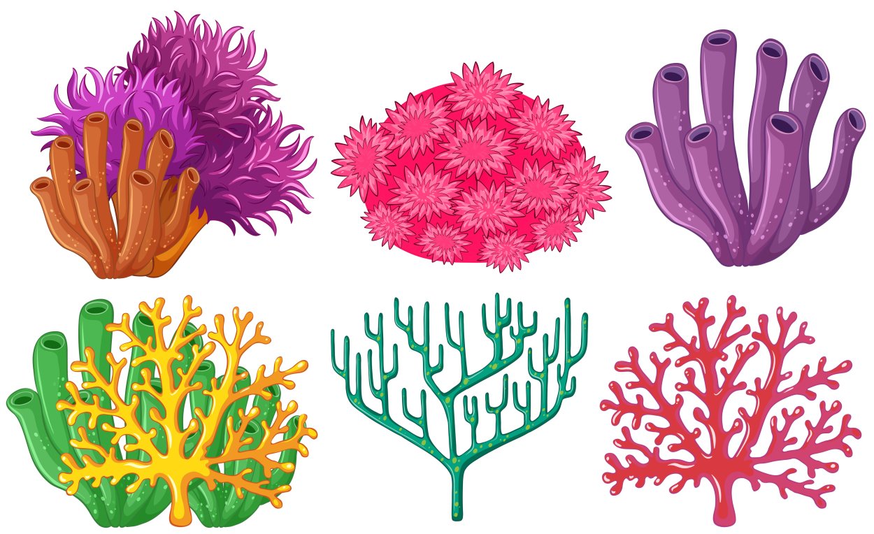 Ульва водоросль