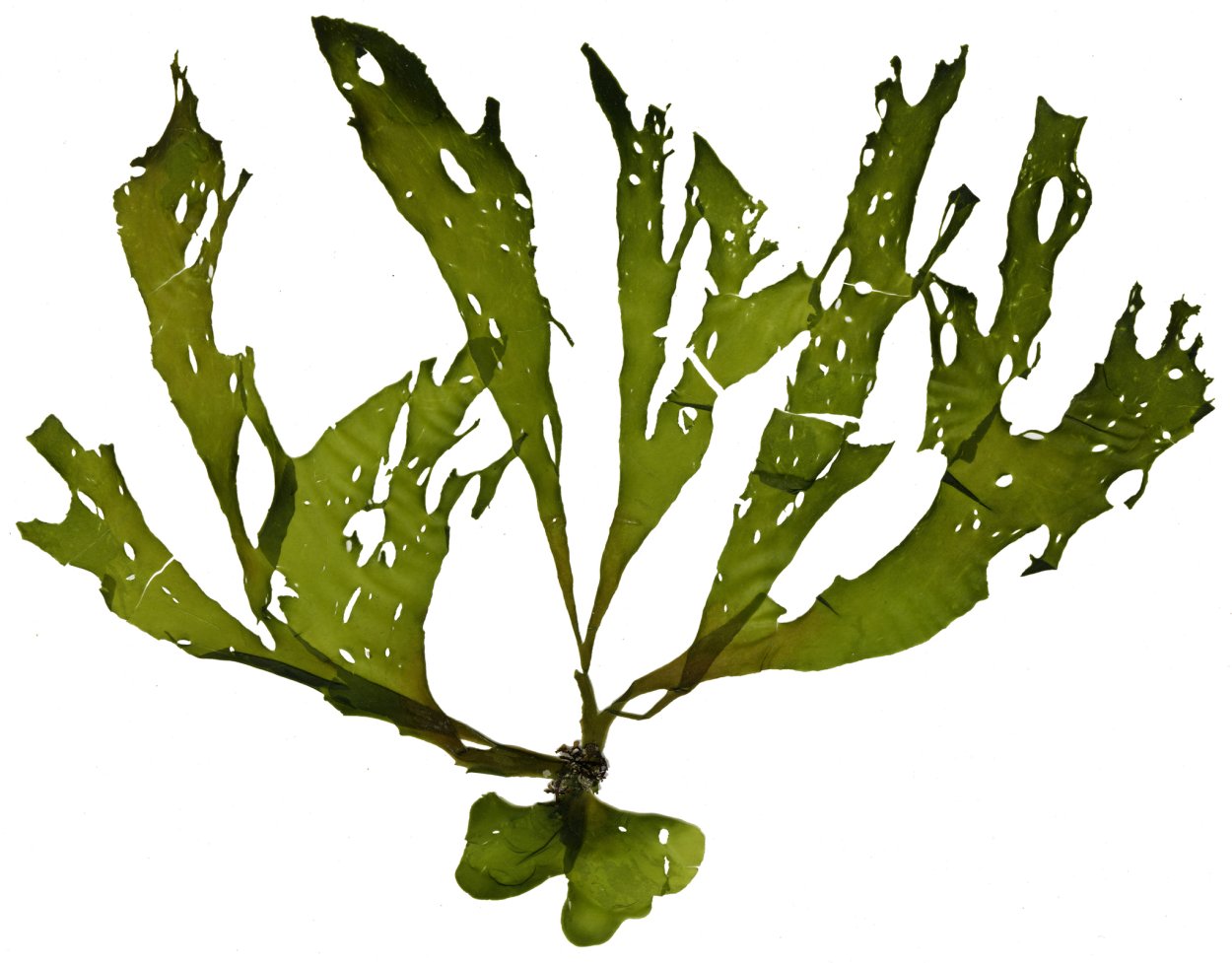 Водоросли в мультяшном стиле