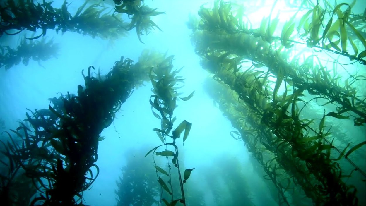 Водоросли для рисования