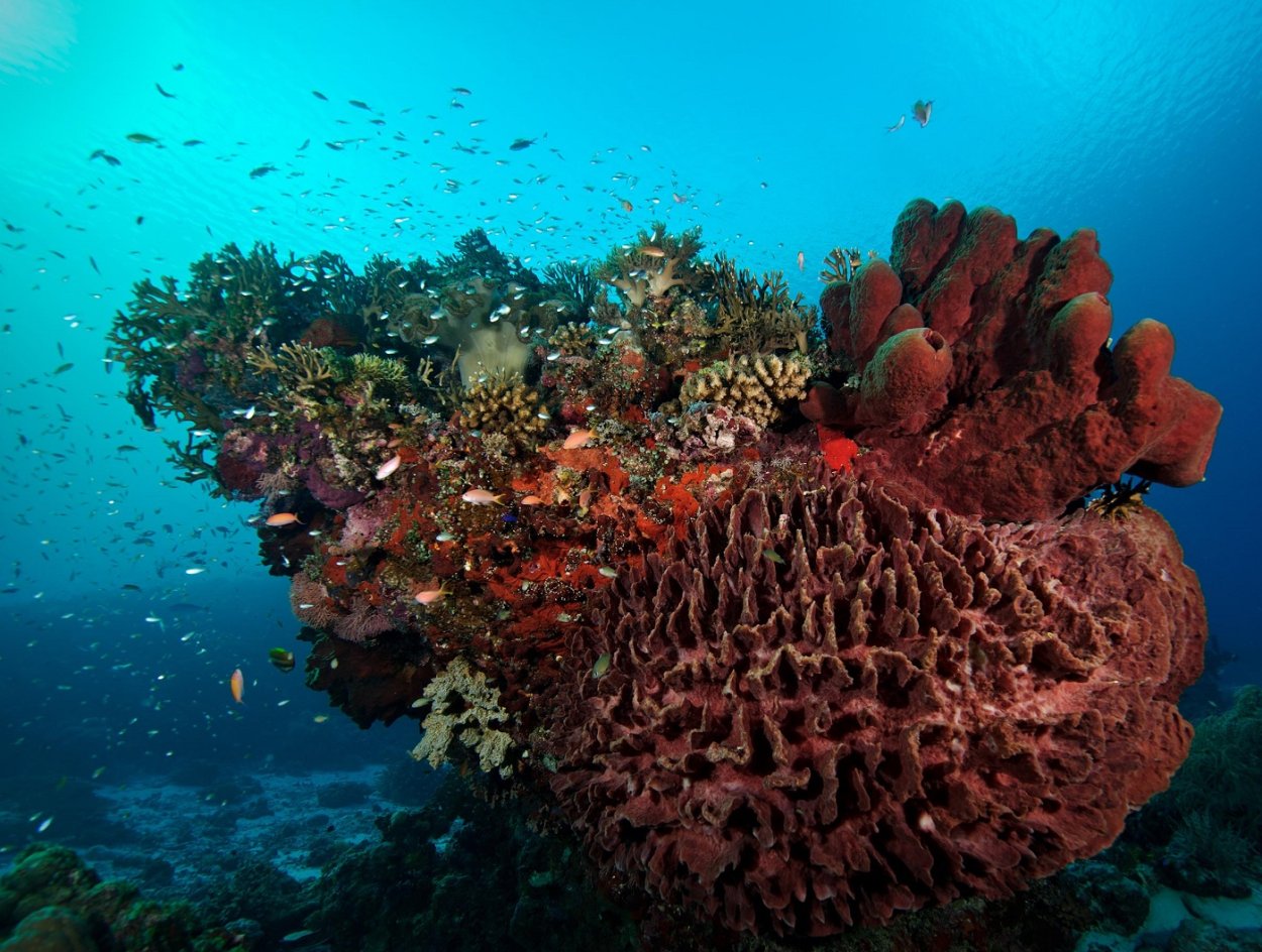 Коралл морской веер