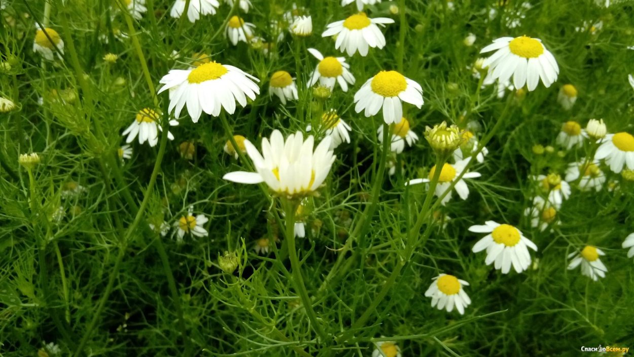 Ромашка аптечная