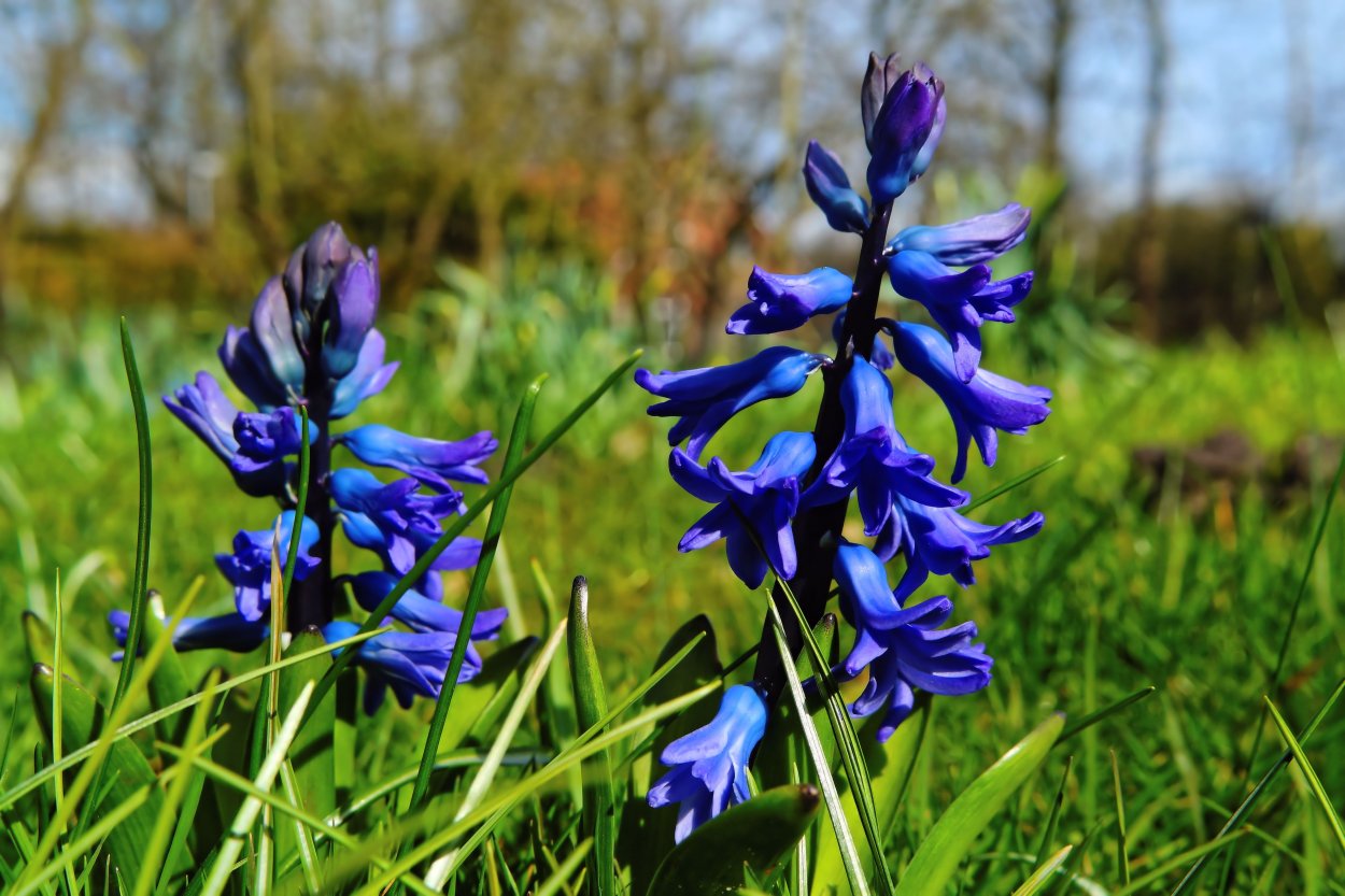 Синие луговые цветы