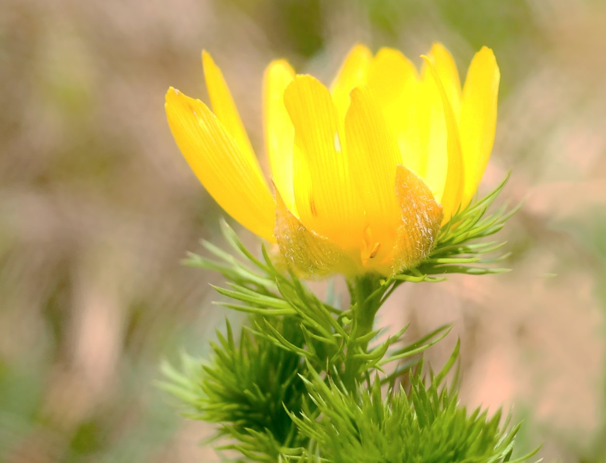 Адонис весенний Легенда