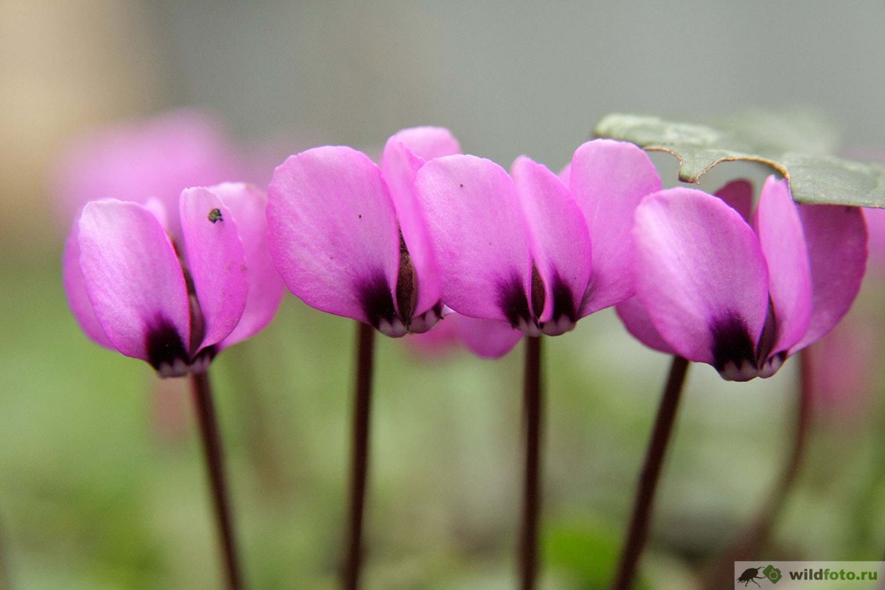 Цикламен косский кавказский