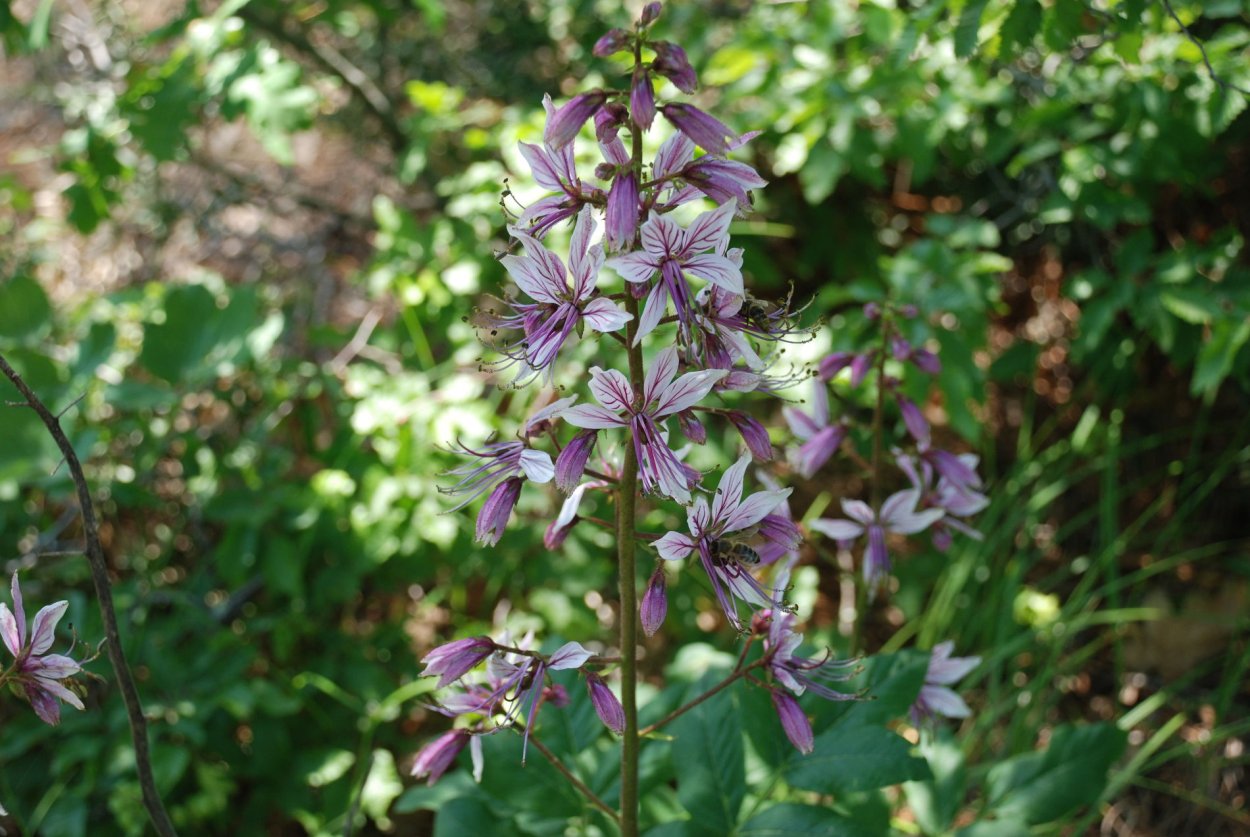 Ясенец кавказский