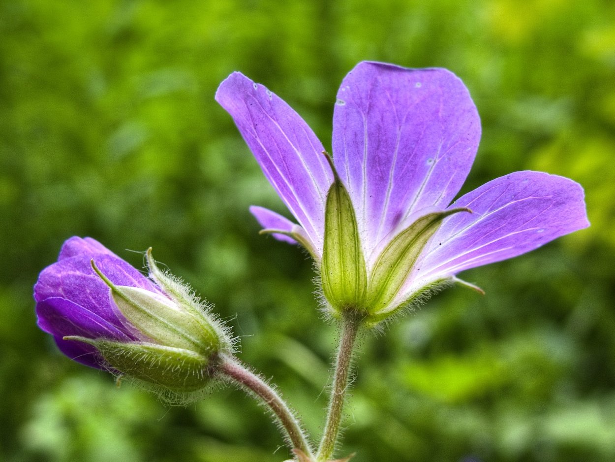 Дикоросы цветы
