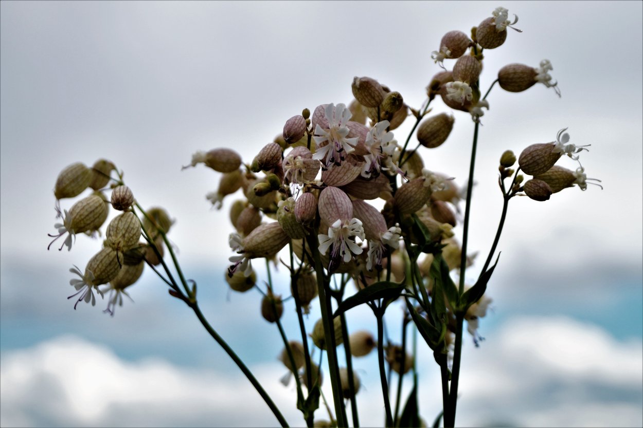 Смолевка двудомная Дрема красная