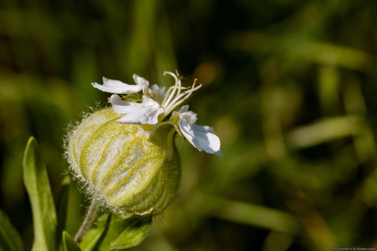 Дрёма белая смолёвка Луговая