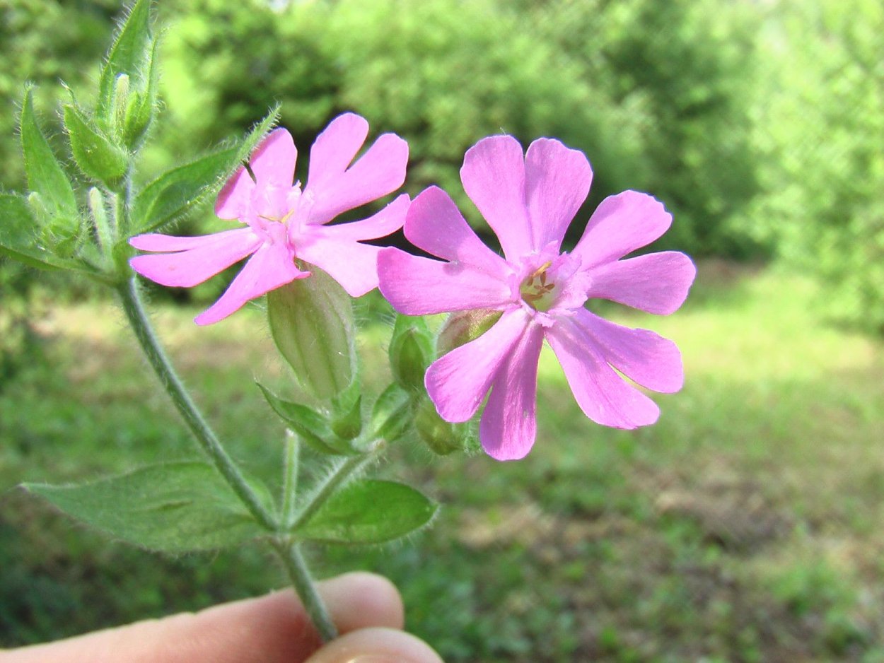 Смолевка Альпийская Альба