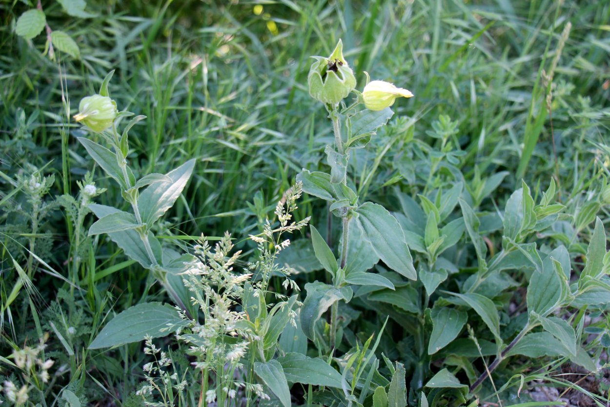 Silene noctiflora