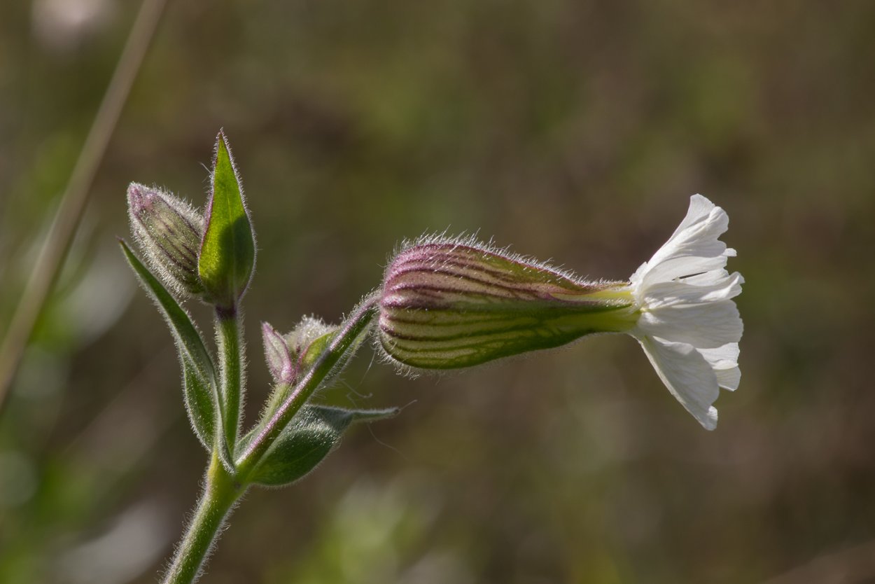 Смолевка Дрема белая