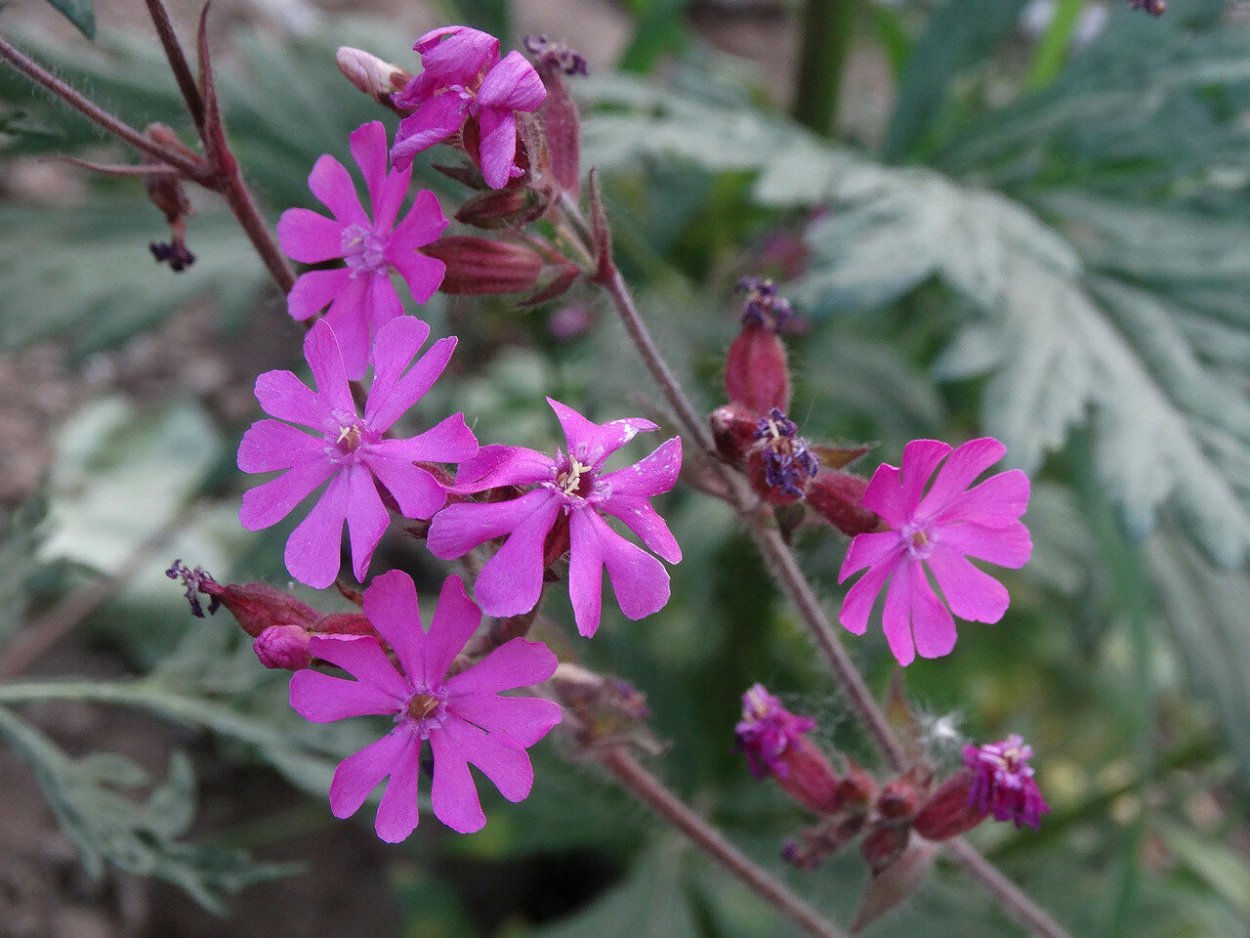 Смолевка Астраханская