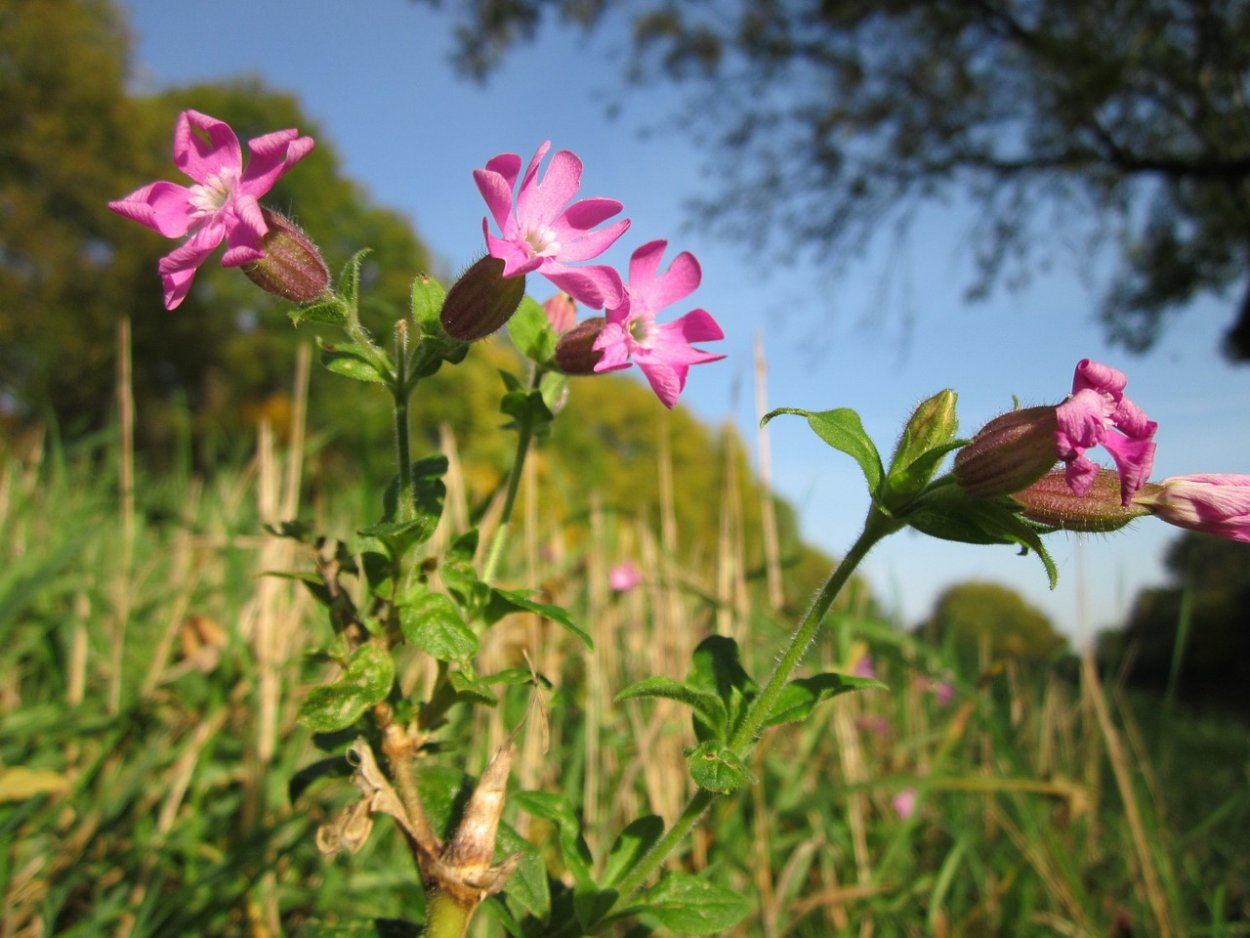 Melandrium latifolium