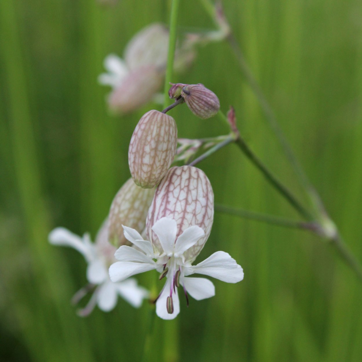 Смолёвка Скальная