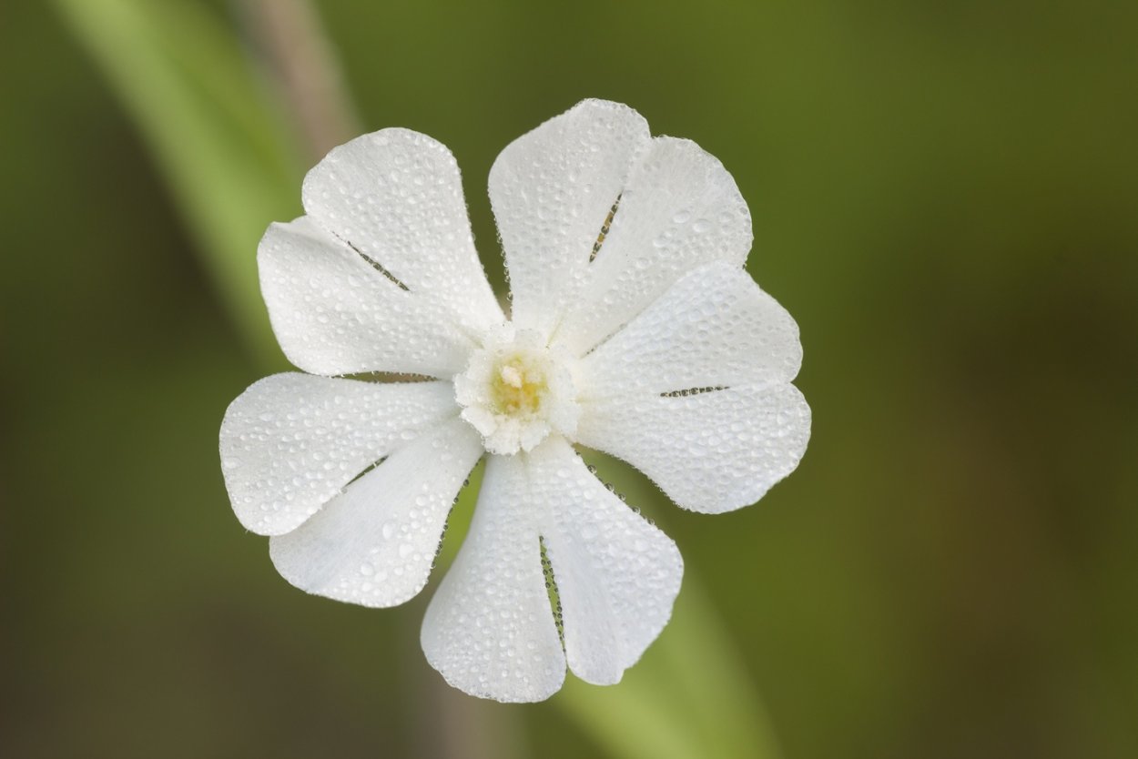 Дрема белая соцветие