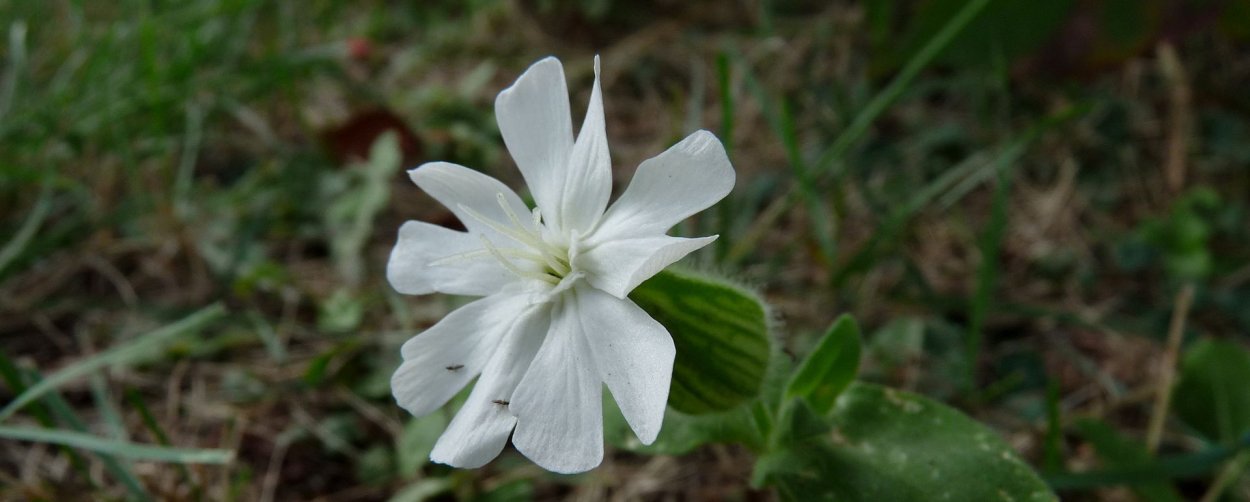 Дрема белая всходы